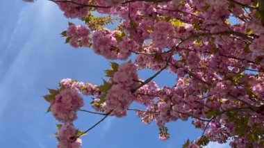 Çiçek açan ağaçlarla dolu bahar manzarası. Güneşli bir günde güzel doğa. Yüksek kalite Full HD görüntü, 4 K