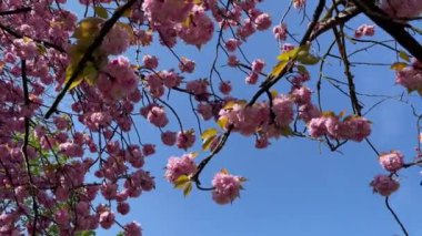 Çiçek açan ağaçlarla dolu bahar manzarası. Güneşli bir günde güzel doğa. Yüksek kalite Full HD görüntü, 4 K