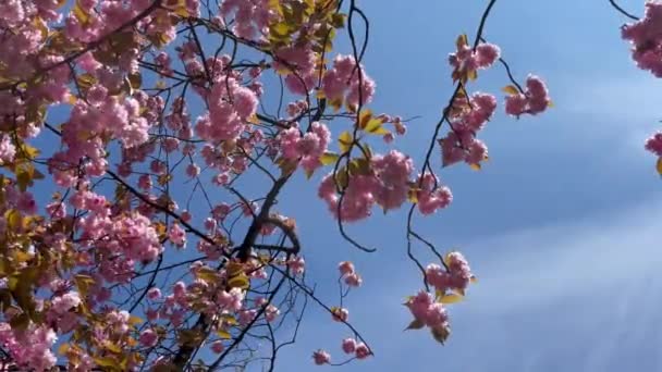 春天的风景 枝繁叶茂 阳光灿烂的日子里美丽的大自然 优质全高清胶卷 — 图库视频影像
