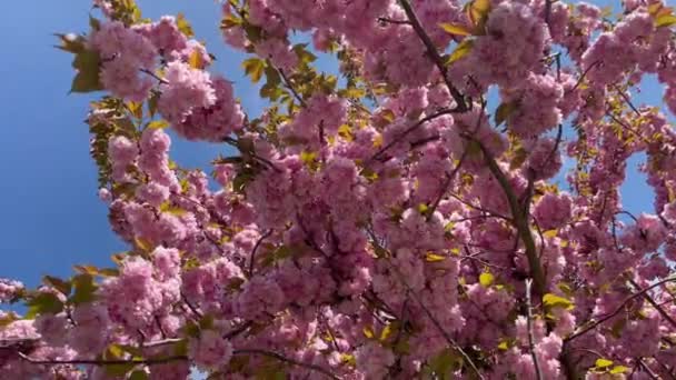 Весенний Пейзаж Цветущими Деревьями Прекрасная Природа Солнечный День Высококачественные Кадры — стоковое видео