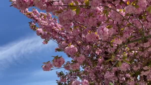 Paisagem Primavera Com Árvores Floridas Bela Natureza Num Dia Ensolarado — Vídeo de Stock