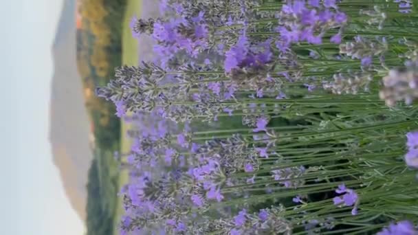 Крупный План Beautiful Blooming Lavender Purple Aromatic Flowers Lavender Fields — стоковое видео