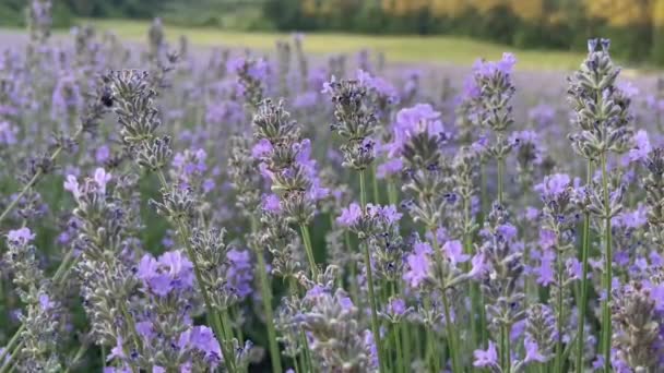 Крупный План Beautiful Blooming Lavender Purple Aromatic Flowers Lavender Fields — стоковое видео