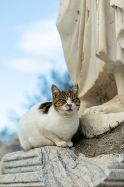 Efes Antik Kenti, Selcuk, İzmir, Türkiye - 27 Kasım 2023: Antik bir heykelin altında bir kedi dinleniyor. Şirin kedi poz veriyor. Boşluğu kopyala .