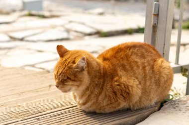 Efes Antik Kenti, Selcuk, İzmir, Türkiye - 27 Kasım 2023: Antik bir heykelin altında bir kedi dinleniyor. Şirin kedi poz veriyor. Uzayı kopyala Yatay fotoğraf