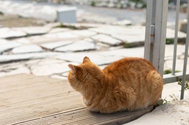 Efes Antik Kenti, Selcuk, İzmir, Türkiye - 27 Kasım 2023: Antik bir heykelin altında bir kedi dinleniyor. Şirin kedi poz veriyor. Uzayı kopyala Yatay fotoğraf