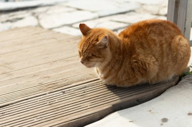 Efes Antik Kenti, Selcuk, İzmir, Türkiye - 27 Kasım 2023: Antik bir heykelin altında bir kedi dinleniyor. Şirin kedi poz veriyor. Uzayı kopyala Yatay fotoğraf