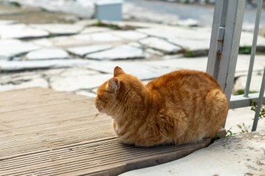 Efes Antik Kenti, Selcuk, İzmir, Türkiye - 27 Kasım 2023: Antik bir heykelin altında bir kedi dinleniyor. Şirin kedi poz veriyor. Uzayı kopyala Yatay fotoğraf