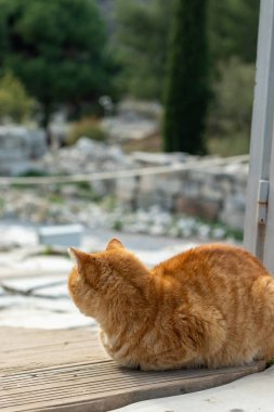 Efes Antik Kenti, Selcuk, İzmir, Türkiye - 27 Kasım 2023: Antik bir heykelin altında bir kedi dinleniyor. Şirin kedi poz veriyor. Uzayı kopyala Dikey fotoğraf