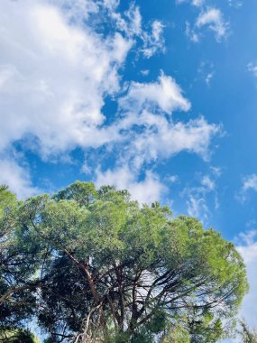 Mavi gökyüzü, kabarık bulutlar ve yeşil çimlerle doğal bir manzarada dimdik duran bir ağaç. Ufuk ağacın ötesine uzanır ve huzurlu bir manzara yaratır. Dünya çevre günü kavramı
