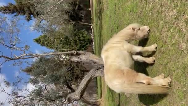 一只可爱的白色小马在田野里阿尔巴尼亚地拉那 是的高质量的Fullhd视频 垂直录像 — 图库视频影像