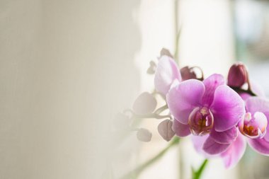 Çiçekli bir orkide dalı. Beyaz arka planda pembe orkide çiçeği. Konsept Sevgililer Günü, Mutlu Kadınlar Günü, 8 Mart. 