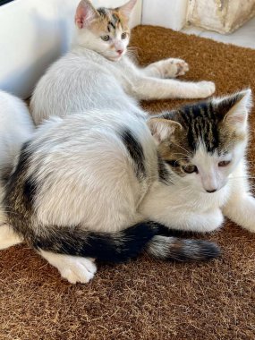 Birbiriyle oynayan iki küçük kedi. Komik poz. Sevimli kediler. Kapat.. 