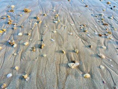 Deniz kabuklarını kuma yakın tut. Yaz sahili geçmişi. Uzayı kopyala Yaz tatili 