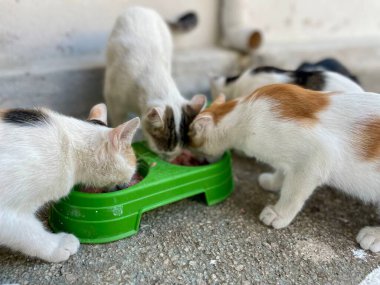 Birbirleriyle oynayan küçük kediler. Komik poz. Sevimli kediler. Kapat.. 