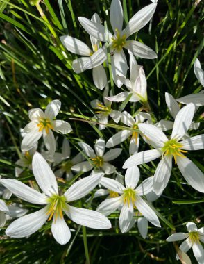 Saplarının üzerinde duran beyaz zambakları yakın plan yapın. Çiçek arka planı. 