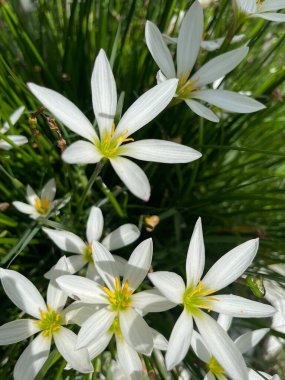 Saplarının üzerinde duran beyaz zambakları yakın plan yapın. Çiçek arka planı. 