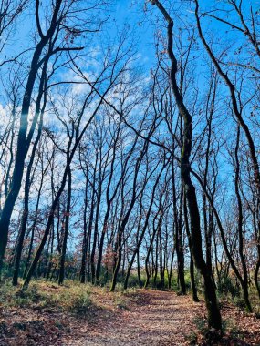Güneşli bir günde bahar doğasının güzel bir arkaplan görüntüsü. Tiran, Arnavutluk. Dikey fotoğraf 