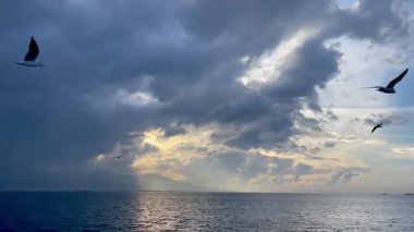 İzmir 'deki Türk Körfezi üzerinde uçan martılar. kopyalama alanı. hd video