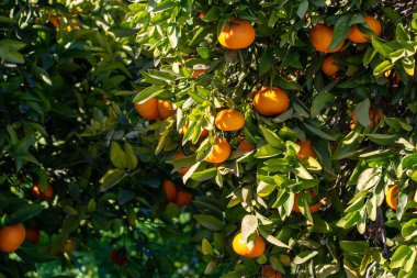 Red oranges on the tree.
