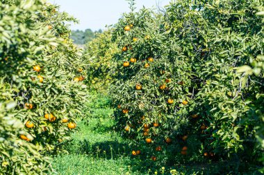 Red oranges on the tree.