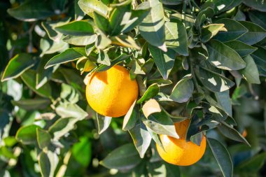 Red oranges on the tree.