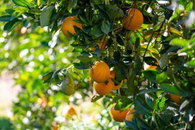 Red oranges on the tree.