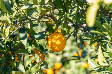 Red oranges on the tree.