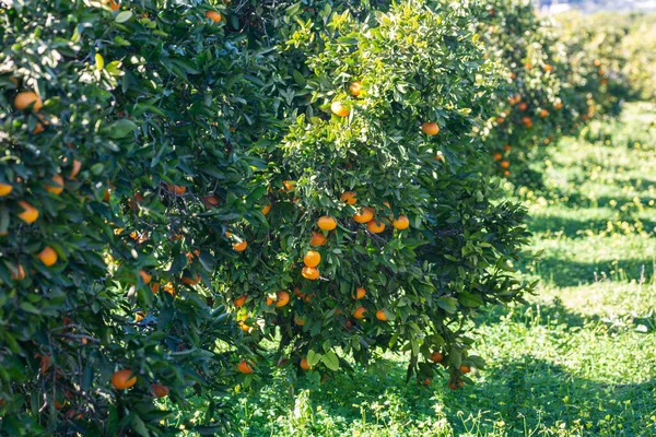 Red Oranges Tree — Stockfoto