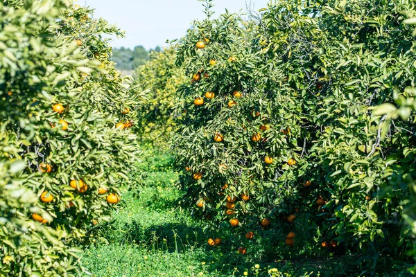 Κόκκινα Πορτοκάλια Στο Δέντρο — Φωτογραφία Αρχείου