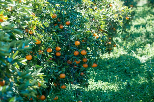 Red Oranges Tree — Stockfoto