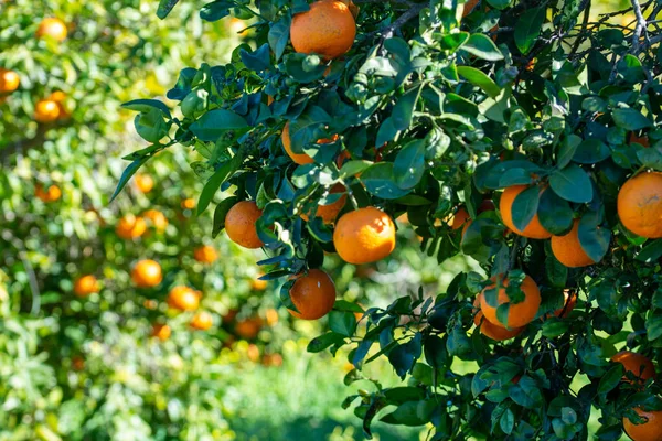 Red Oranges Tree — Zdjęcie stockowe