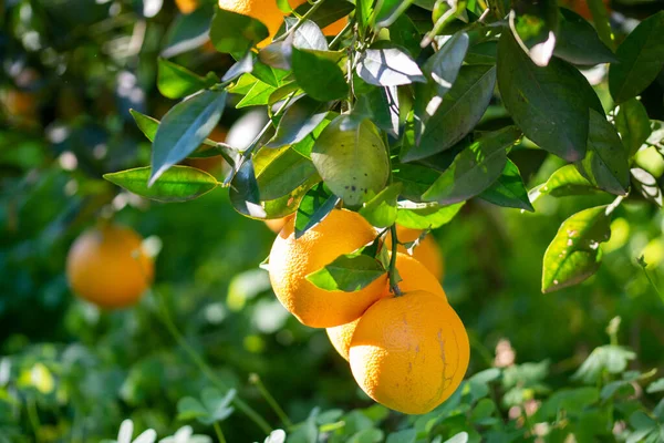 Rote Orangen Auf Dem Baum — Stockfoto
