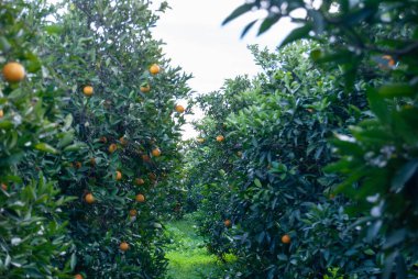Red orange on the tree
