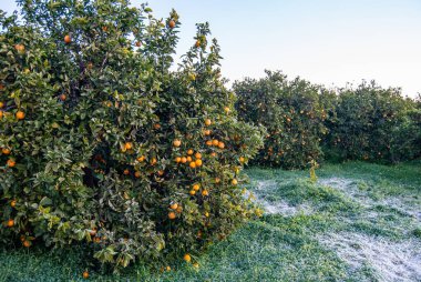 Red orange on the tree