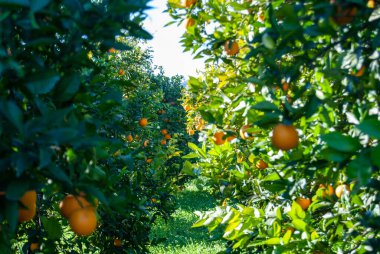 Red orange on the tree