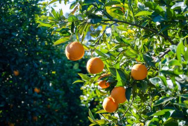 Red orange on the tree