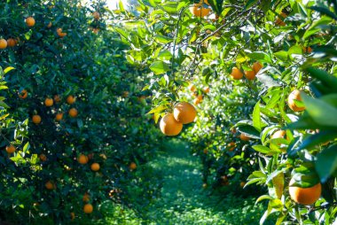 Red orange on the tree