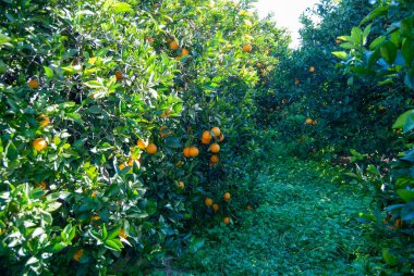 Red orange on the tree