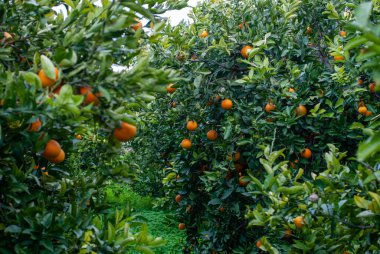 Red orange on the tree