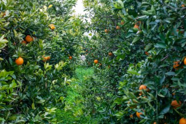 Red orange on the tree