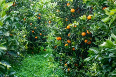 Red orange on the tree