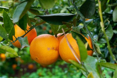 Red orange on the tree