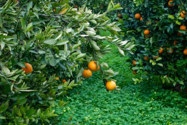 Red orange on the tree