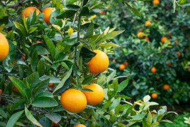 Red orange on the tree