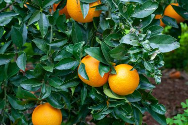Red orange on the tree