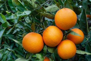 Red orange on the tree