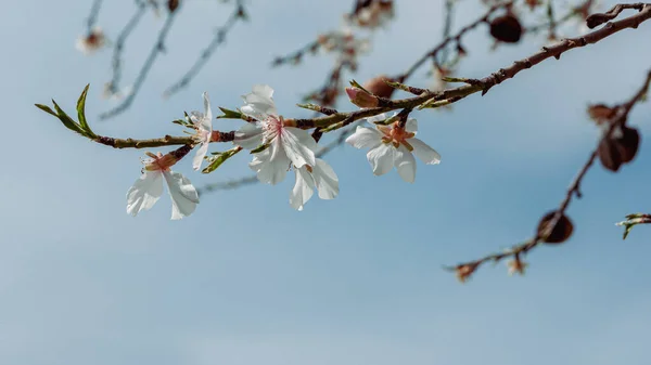 Äntligen Har Våren Kommit Naturen — Stockfoto