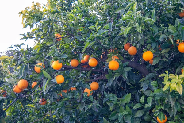 Red Orange Tree — Zdjęcie stockowe