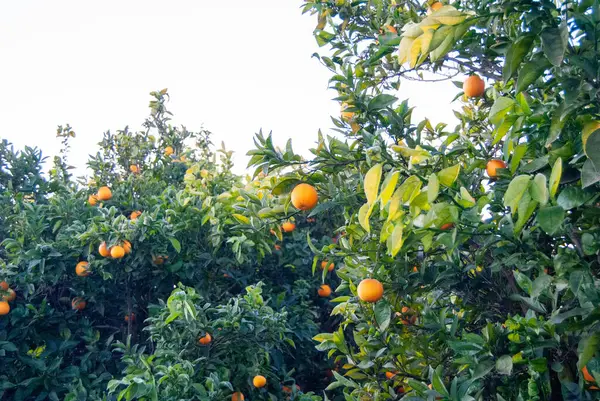 Czerwona Pomarańcza Drzewie — Zdjęcie stockowe